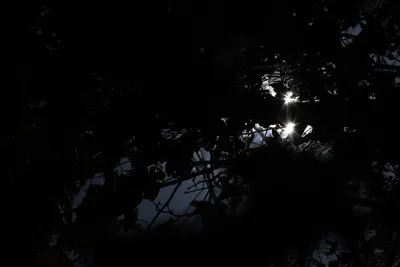 DSC_2299 (Large).JPG